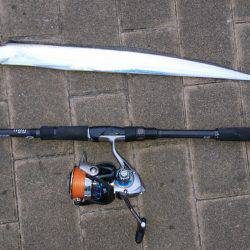 台風前のタチウオ