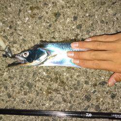 西宮浜タチウオ