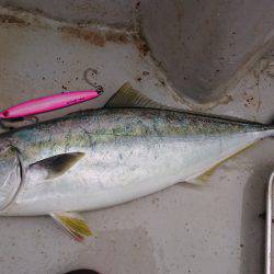 アルバトロスでメジロ爆釣