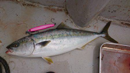 アルバトロスでメジロ爆釣