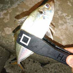 豆じゃないアジング