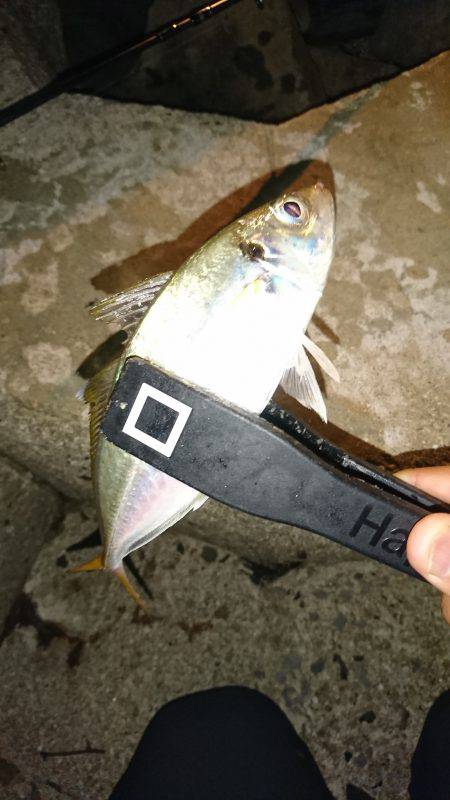 豆じゃないアジング