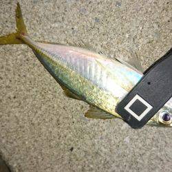 サーフアジング