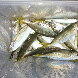 やっぱり豆アジング