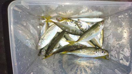 やっぱり豆アジング