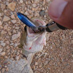 淀川キビレトップウォーター