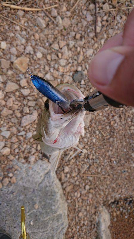 淀川キビレトップウォーター