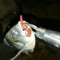 淀川キビレきびしい?