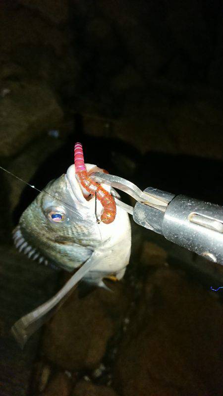 淀川キビレきびしい?