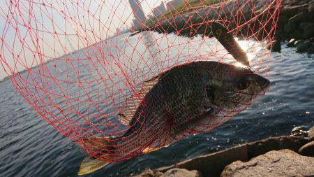 淀川キビレトップウォーター