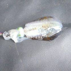 まだまだ小さいイカ&太刀魚