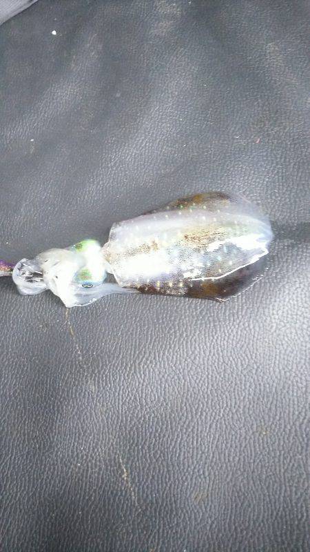 まだまだ小さいイカ&太刀魚