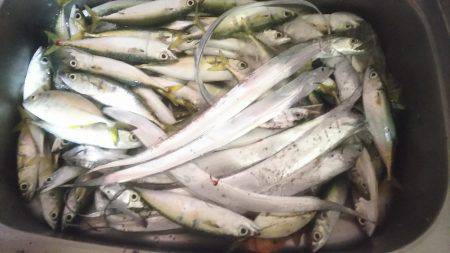 大漁❗大漁❗サバ・メッキ・太刀魚