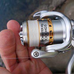 淡路島太刀魚調査