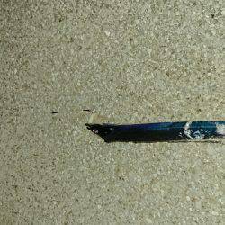 泉佐野 太刀魚調査