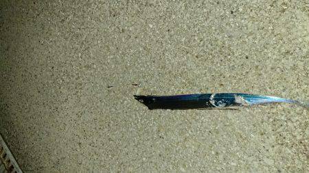 泉佐野 太刀魚調査