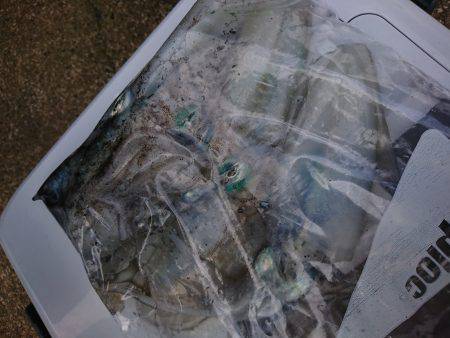 今シーズン初エギング