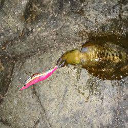 台風前にエギング