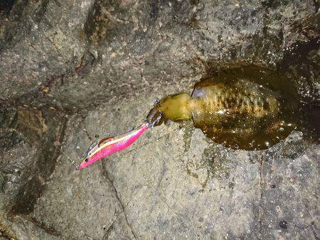 台風前にエギング