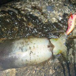 敦賀秋イカも最近渋くなってきました