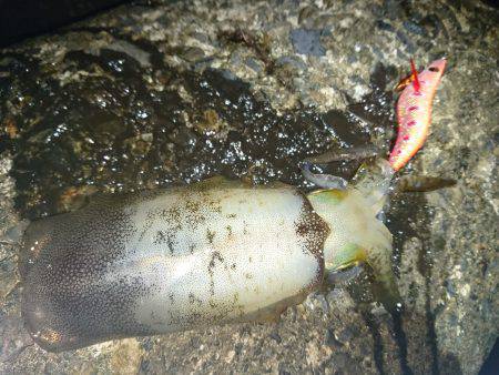 敦賀秋イカも最近渋くなってきました