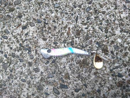 カマスまわってきてます！