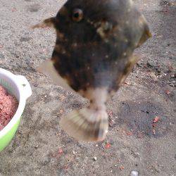 今日も豊漁のはずが、、、