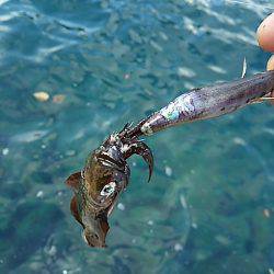 トンカツにはありつけず