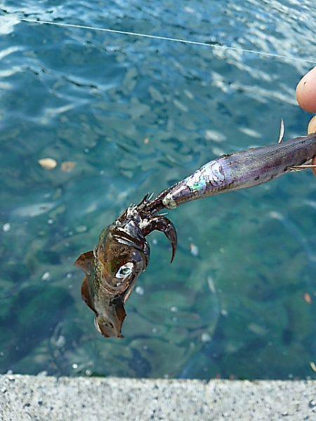 トンカツにはありつけず