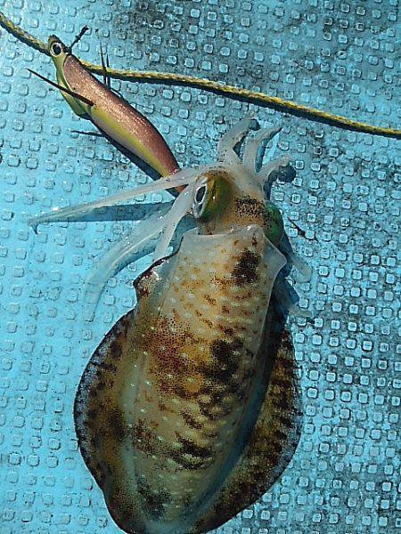 初ティップラン