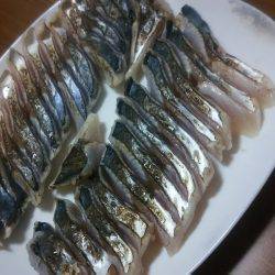 上から下までタチウオ