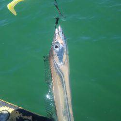 台風後のデイタチウオ