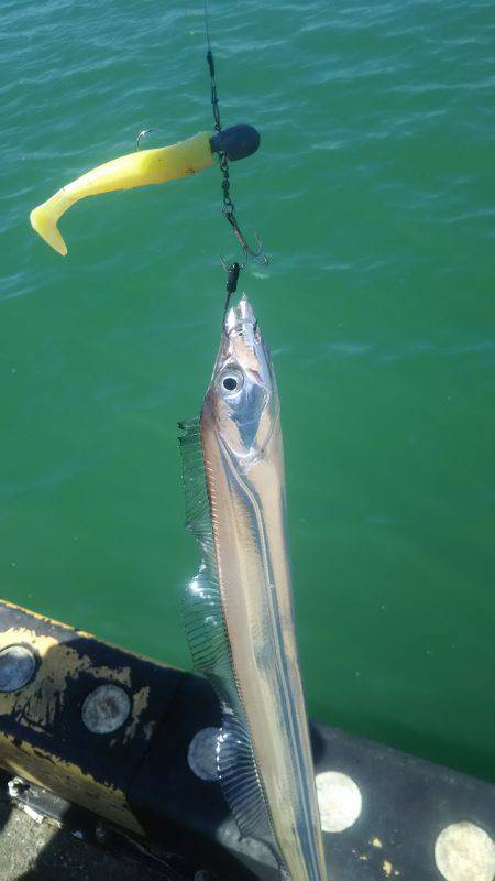 台風後のデイタチウオ