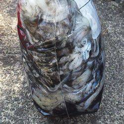 エンドレス　アオリイカ