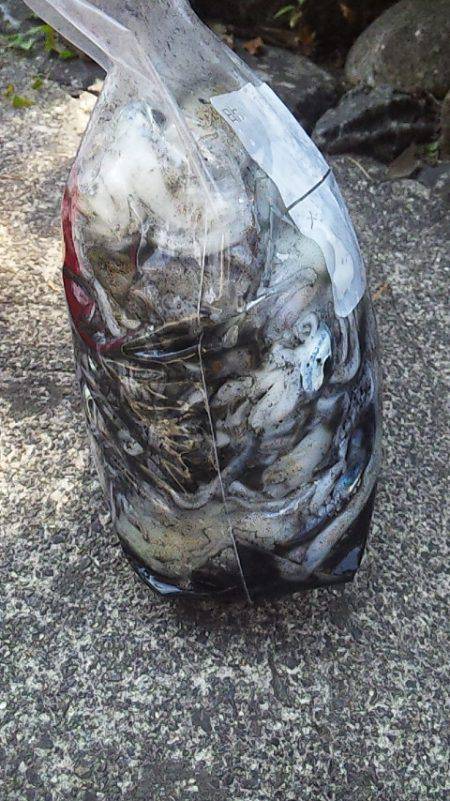 エンドレス　アオリイカ