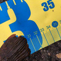 阿久根港横の亀崎にてキジハタ