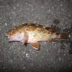 オオモンハタ遠征