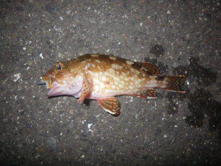 オオモンハタ遠征