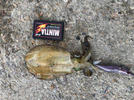 エギング&サビキ