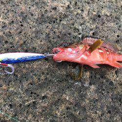 久しぶりの磯。