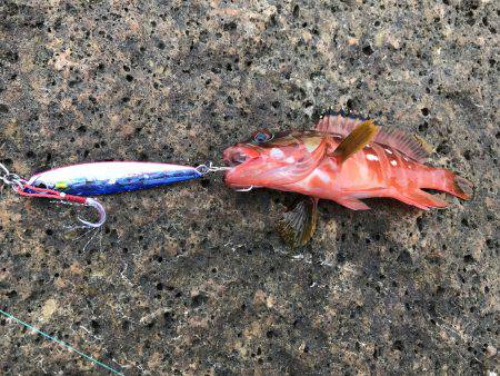 久しぶりの磯。