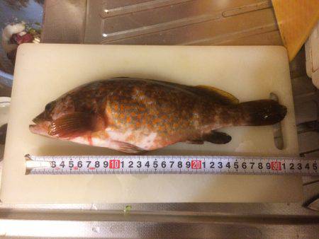 アコウがつれた