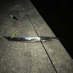 青物とタチウオ釣り