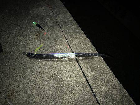 青物とタチウオ釣り