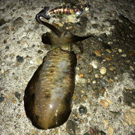 キャップテン&アオリイカ