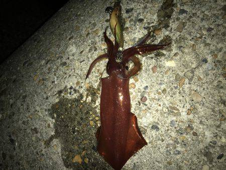 キャップテン&ケンサキイカ