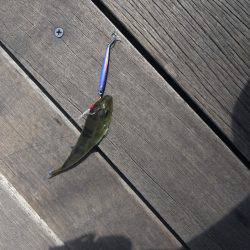 太刀魚、サゴシ