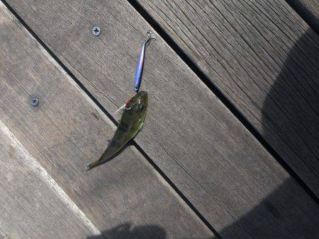 太刀魚、サゴシ