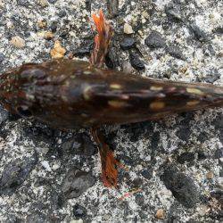 ガシラの唐揚げ