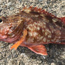 カサゴの煮付け